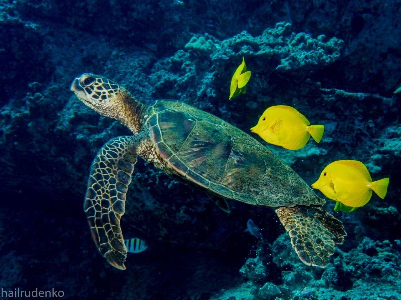 a green sea turtle is surrounded by yellow fish in the ocean