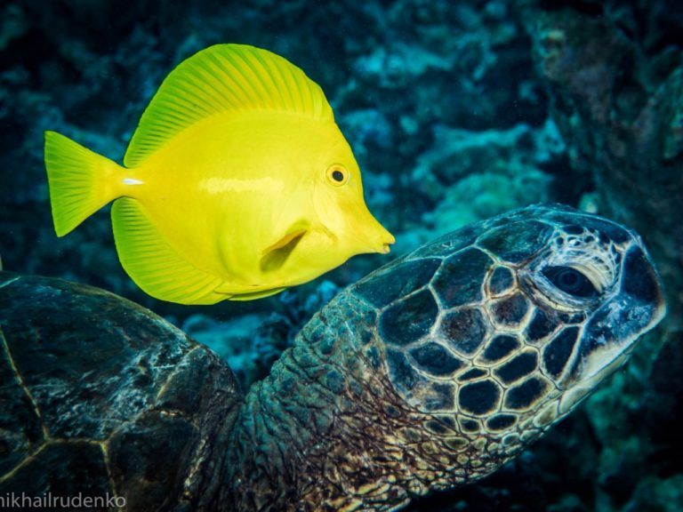 a yellow fish is swimming next to a green sea turtle