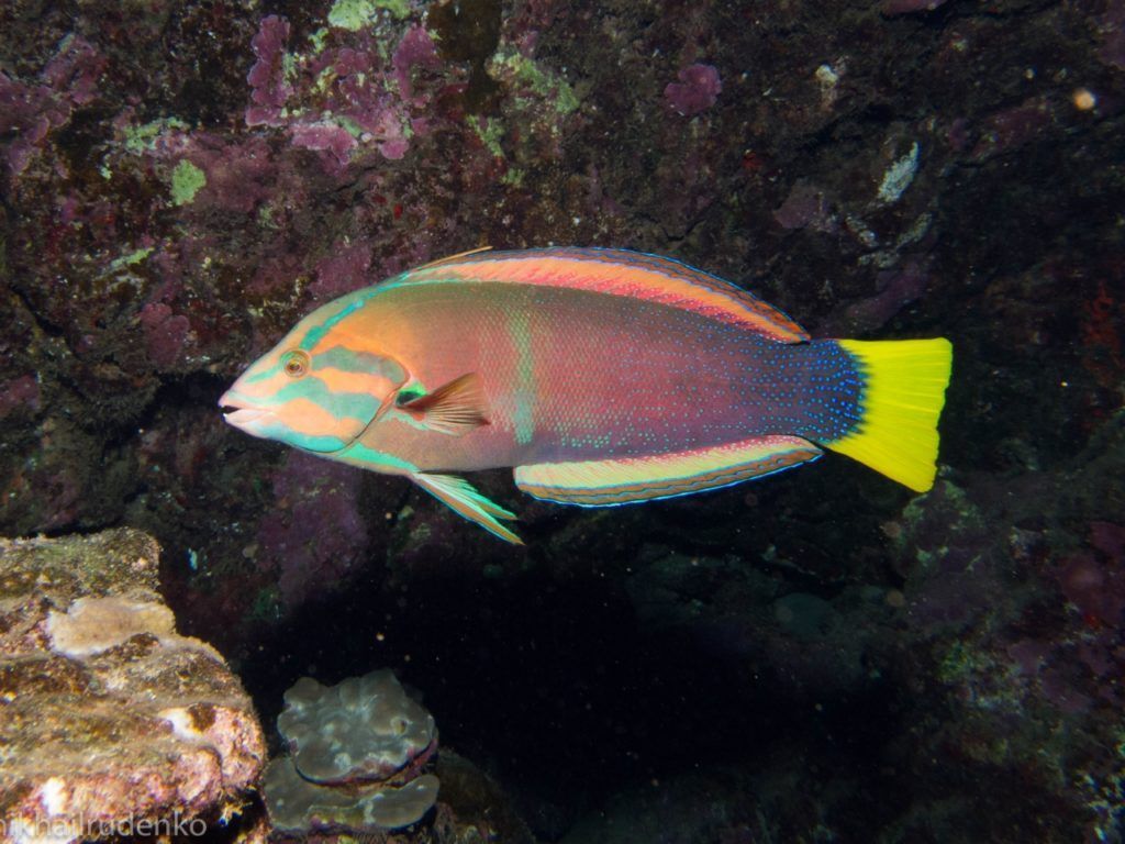 a colorful fish with a yellow tail is swimming in the water