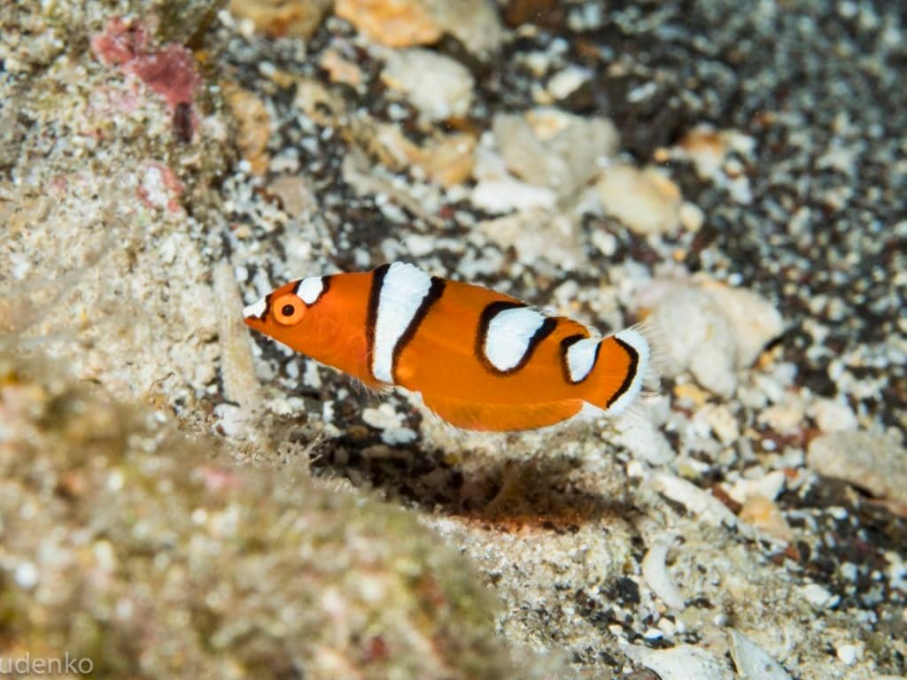 a picture of a clown fish taken by udenko