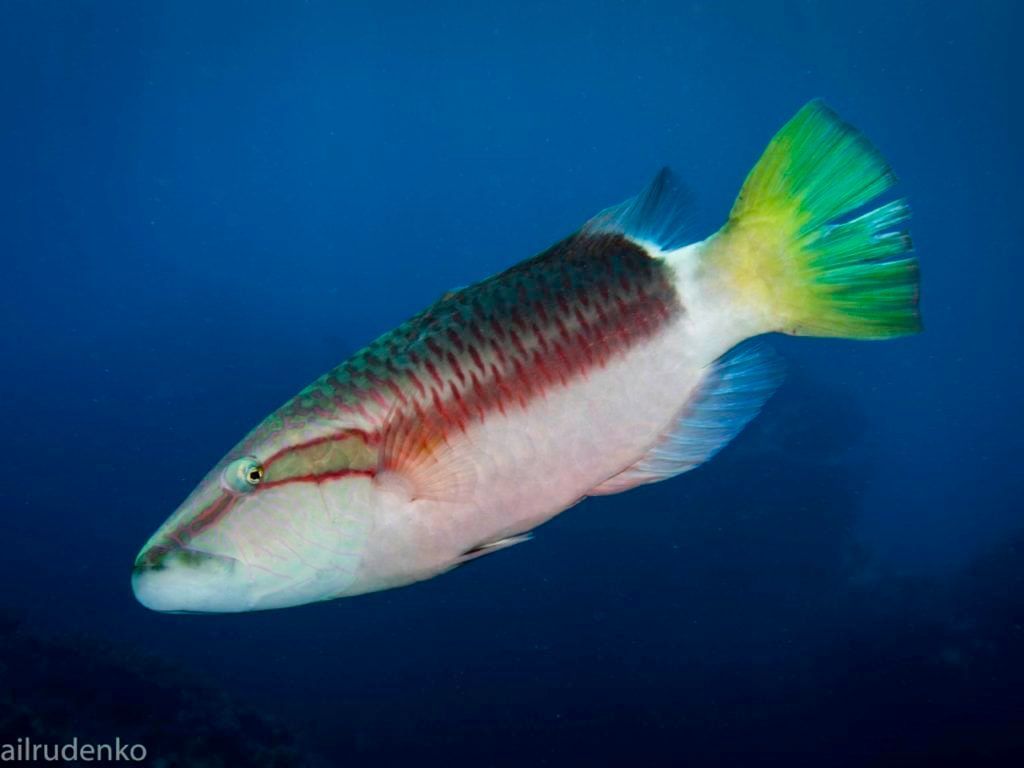 a colorful fish with a yellow tail is swimming in the ocean