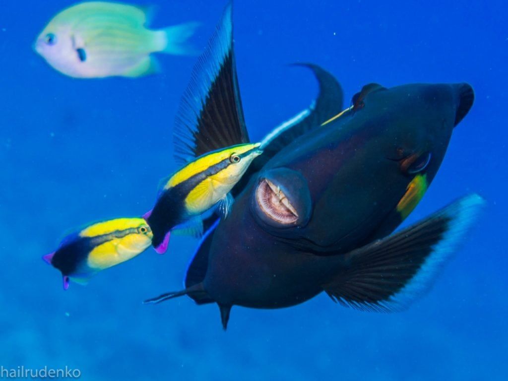 a picture of a fish taken by hailrudenko