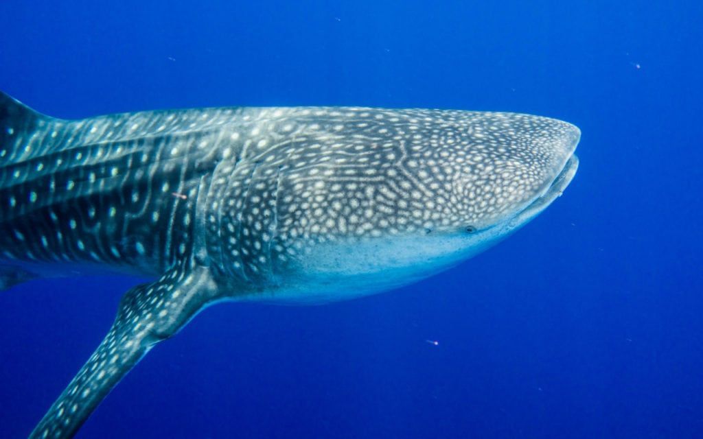 a close up of a whale shark in the ocean