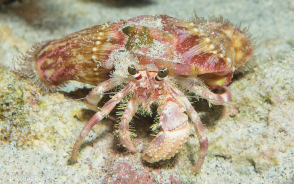 a close up of a hermit crab on a rock