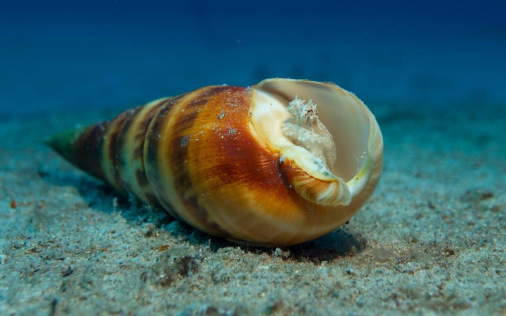 a sea shell is laying on the sand in the ocean