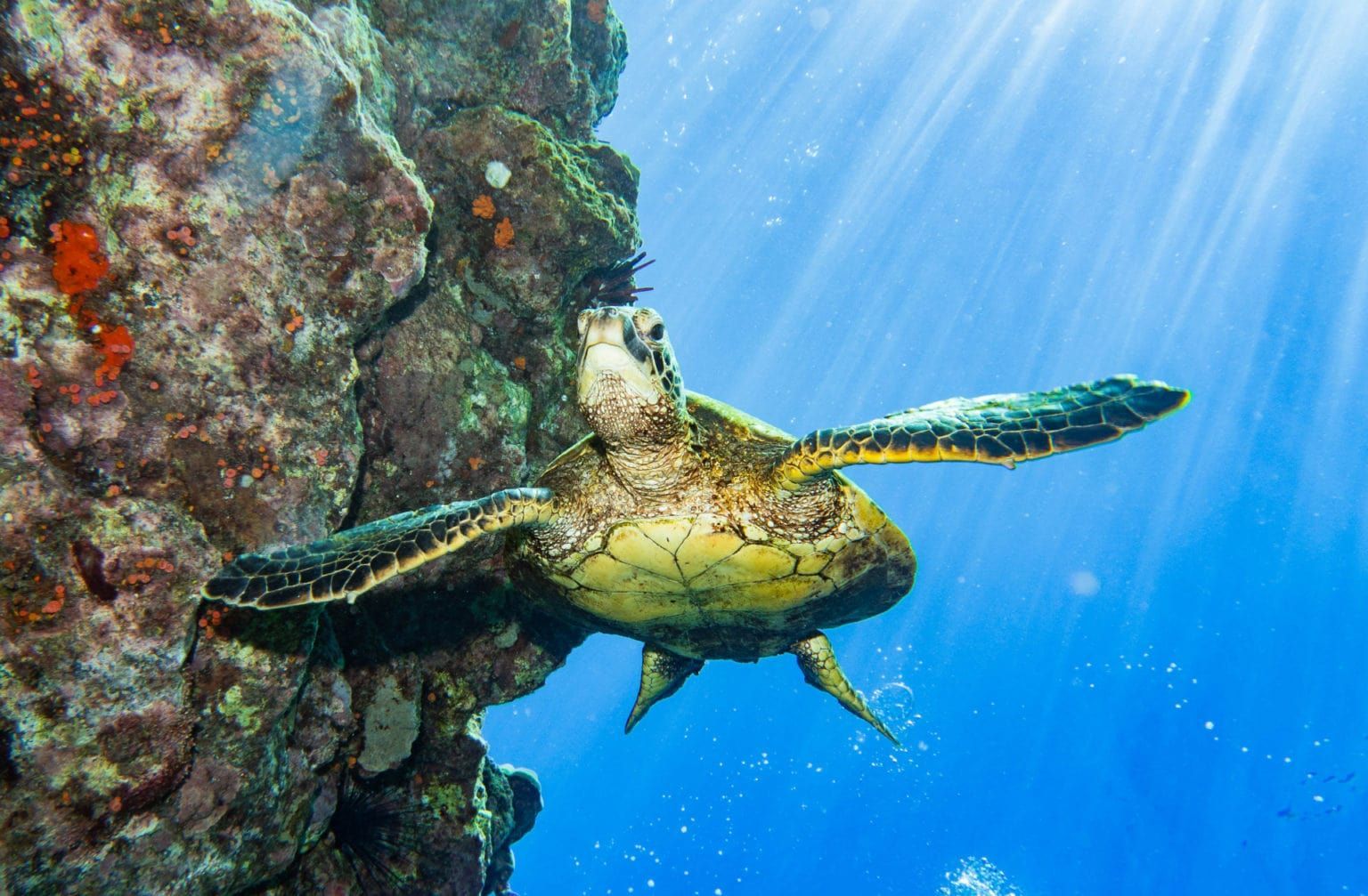 A sea turtle is swimming in the ocean near a rock.