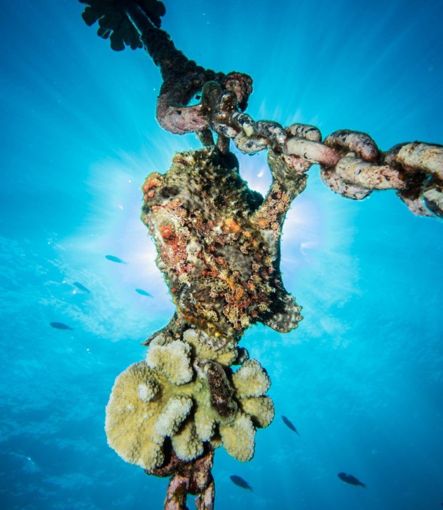 Corral is hanging from a chain in the ocean.