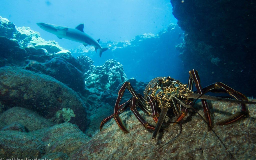 a shark is swimming near a lobster in the ocean
