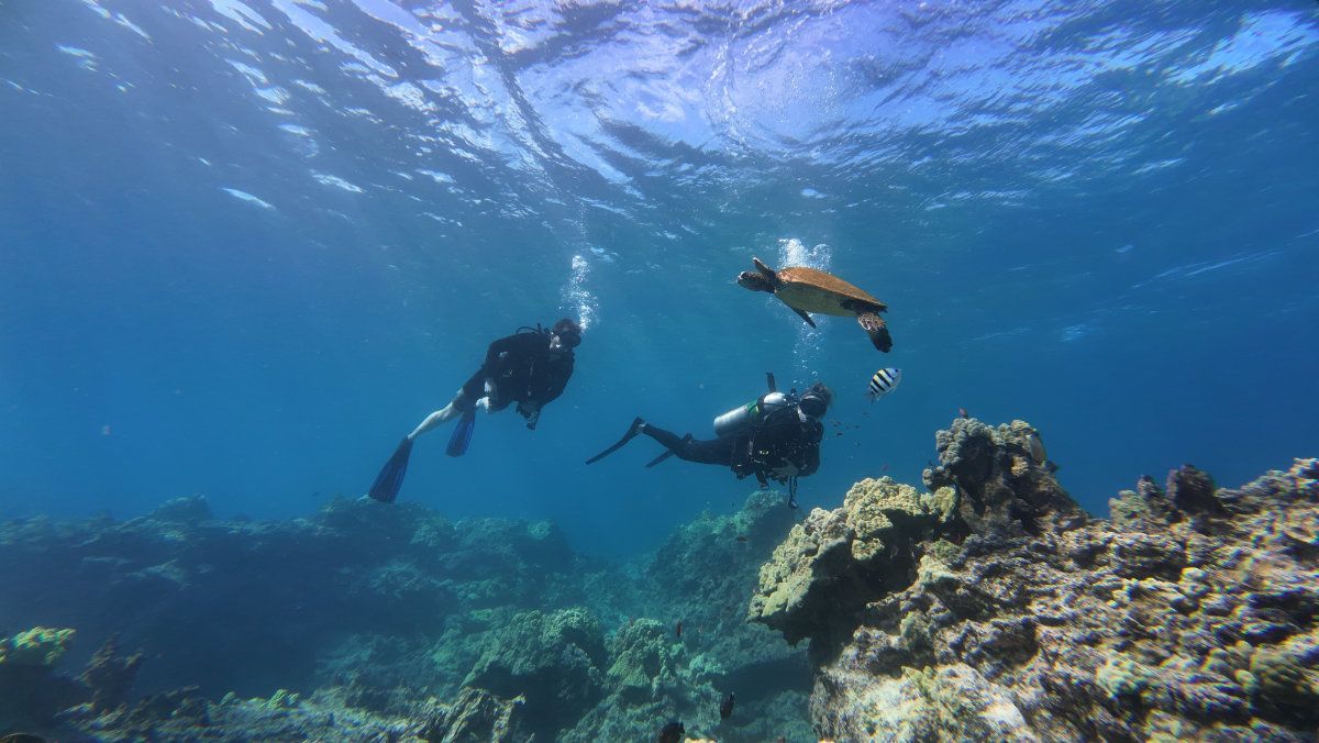 Divers swim near a sea turtle above a coral reef in blue ocean water.