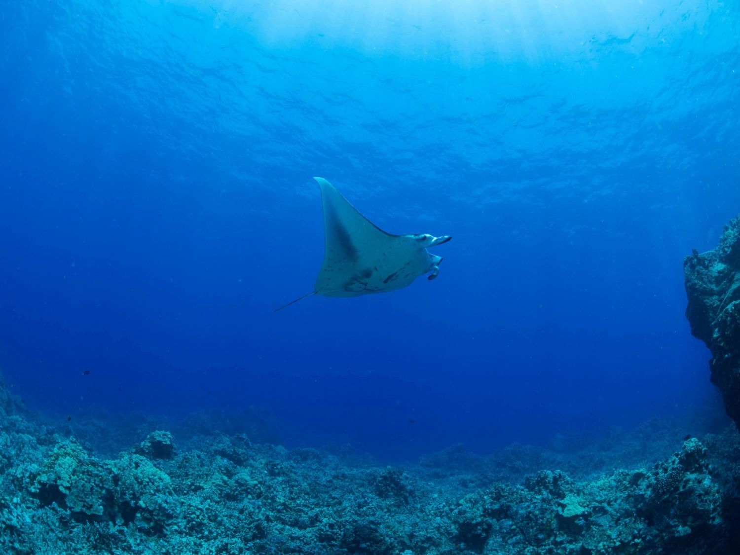 a manta ray is swimming in the ocean near a coral reef .