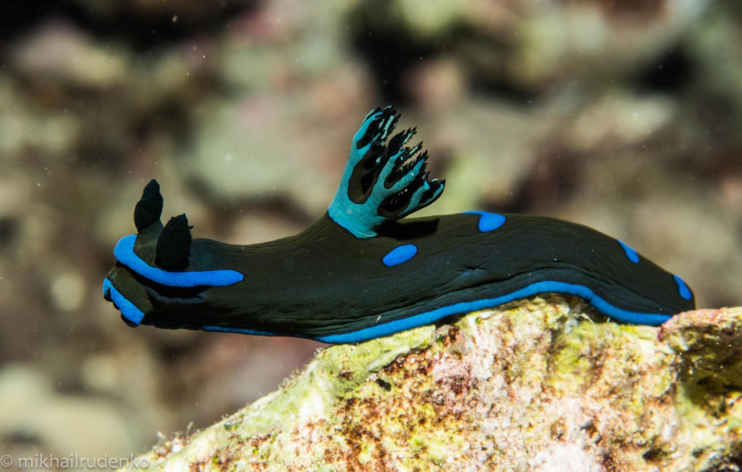 a black and blue sea slug is sitting on top of a rock .