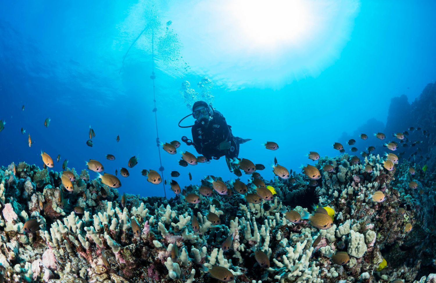 a scuba diver is swimming over a coral reef surrounded by fish .