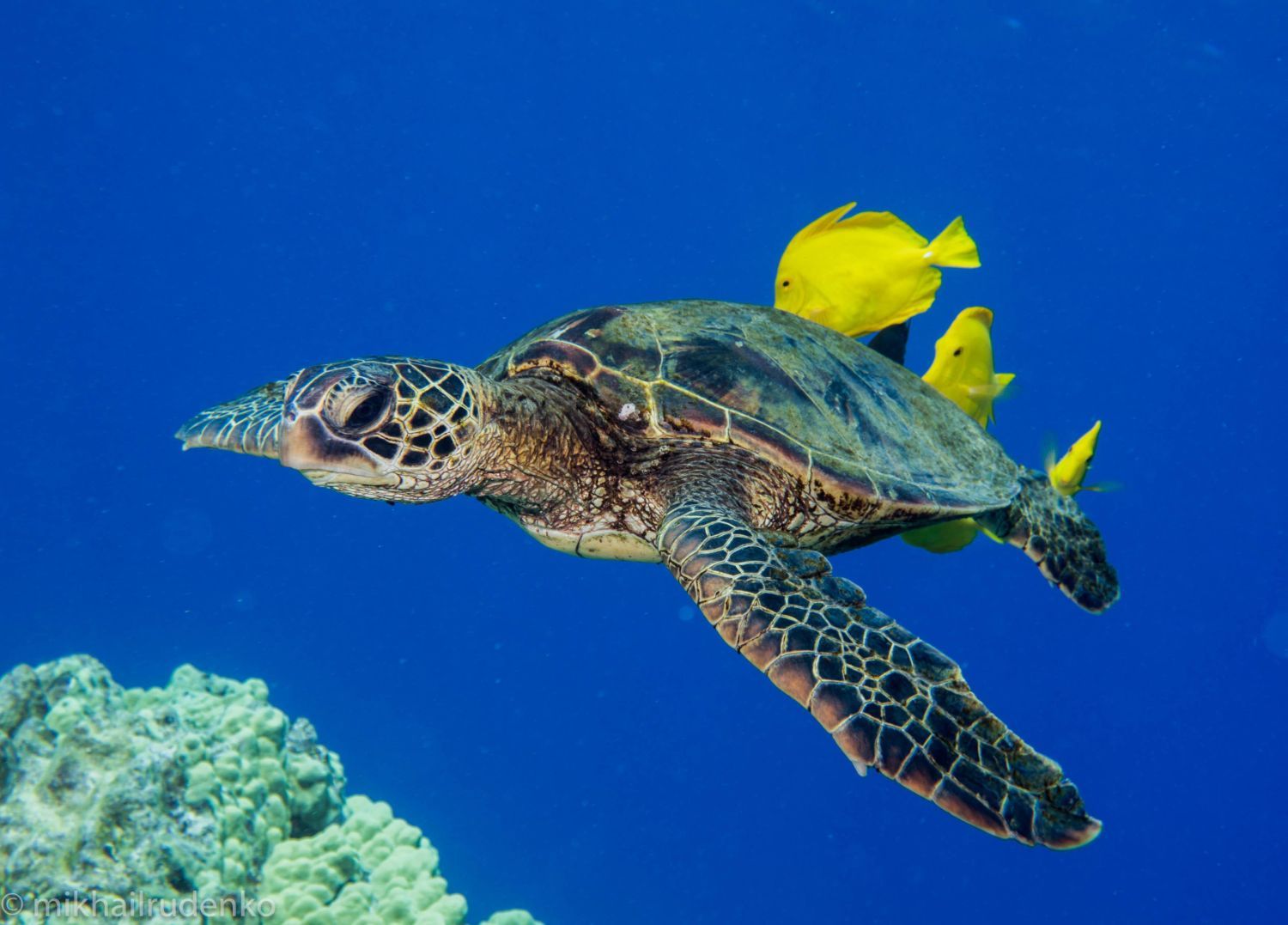 A sea turtle is swimming in the ocean surrounded by yellow fish