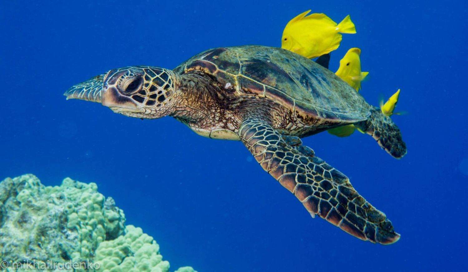 a sea turtle is swimming in the ocean surrounded by yellow fish