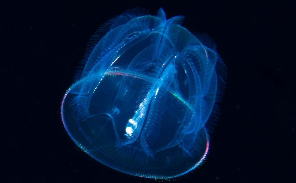 a blue jellyfish is glowing in the dark