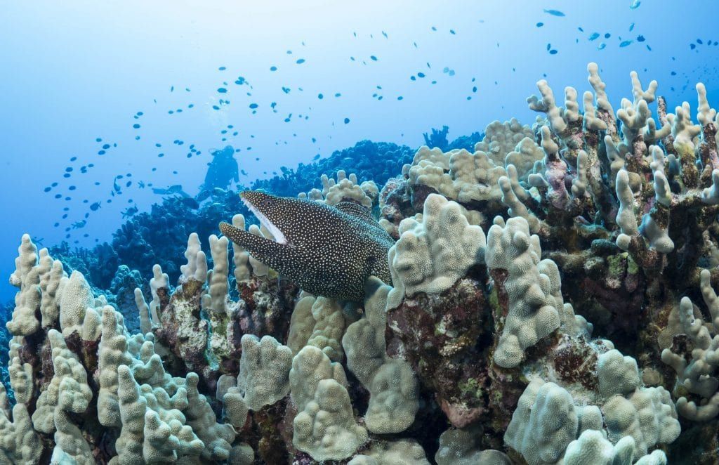 a coral reef with fish and a scuba diver in the background
