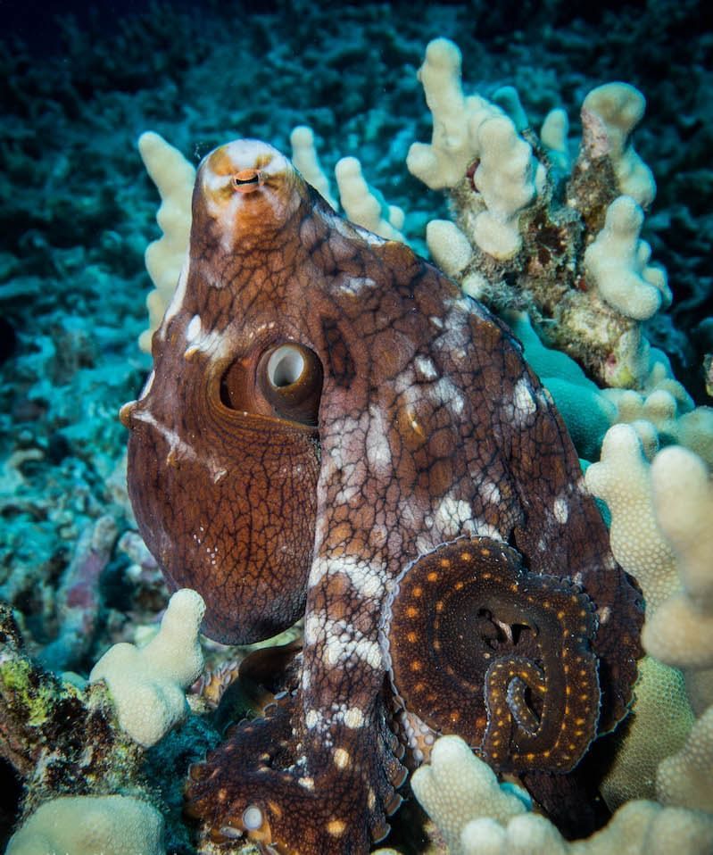 a brown and white octopus is sitting on a coral reef