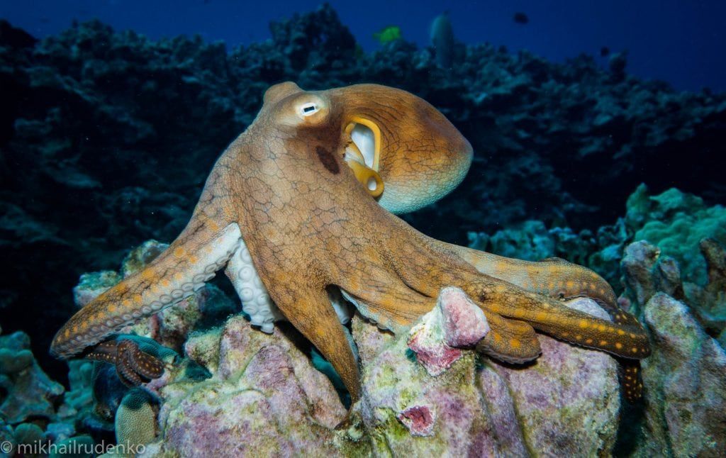 octopus on corral