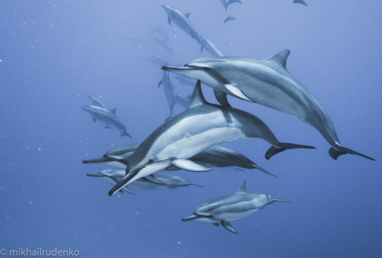 A group of dolphins are swimming in the ocean.