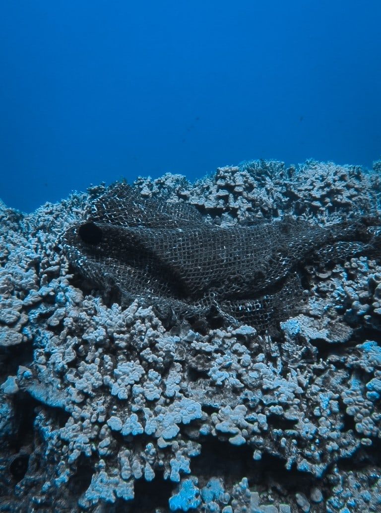 a coral reef with a net laying on top of it