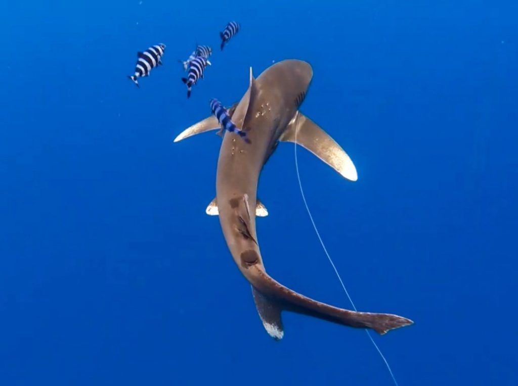 a shark is swimming in the ocean surrounded by fish