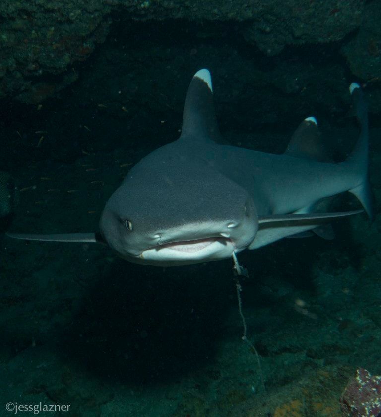 shark swimming