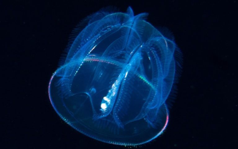 Blackwater Dive jellyfish