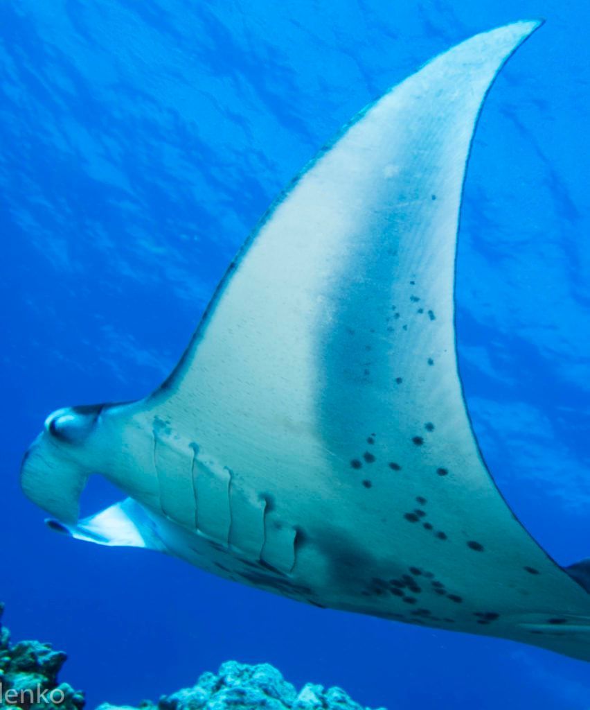 A manta ray is swimming in the ocean near a coral reef