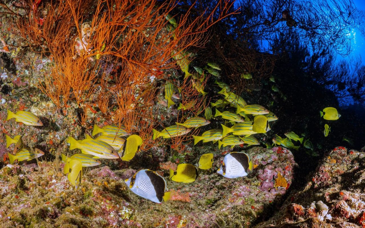 Coral reef on Hawaii Big Island