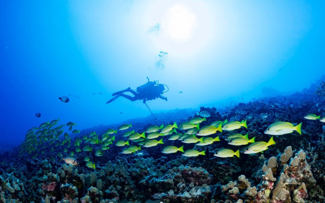 Scuba diver admiring a school of beautiful Hawaiian fish