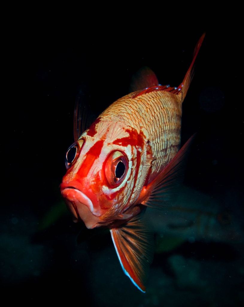 A close up of a fish with a black background