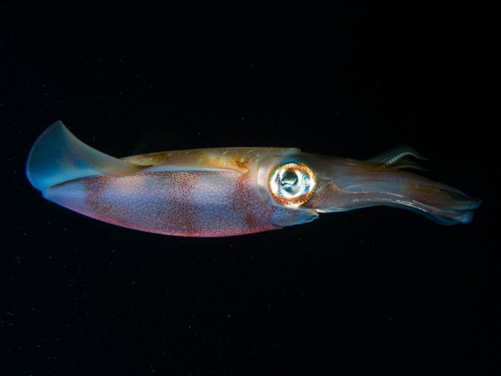 A squid is swimming in the dark waters of the ocean.