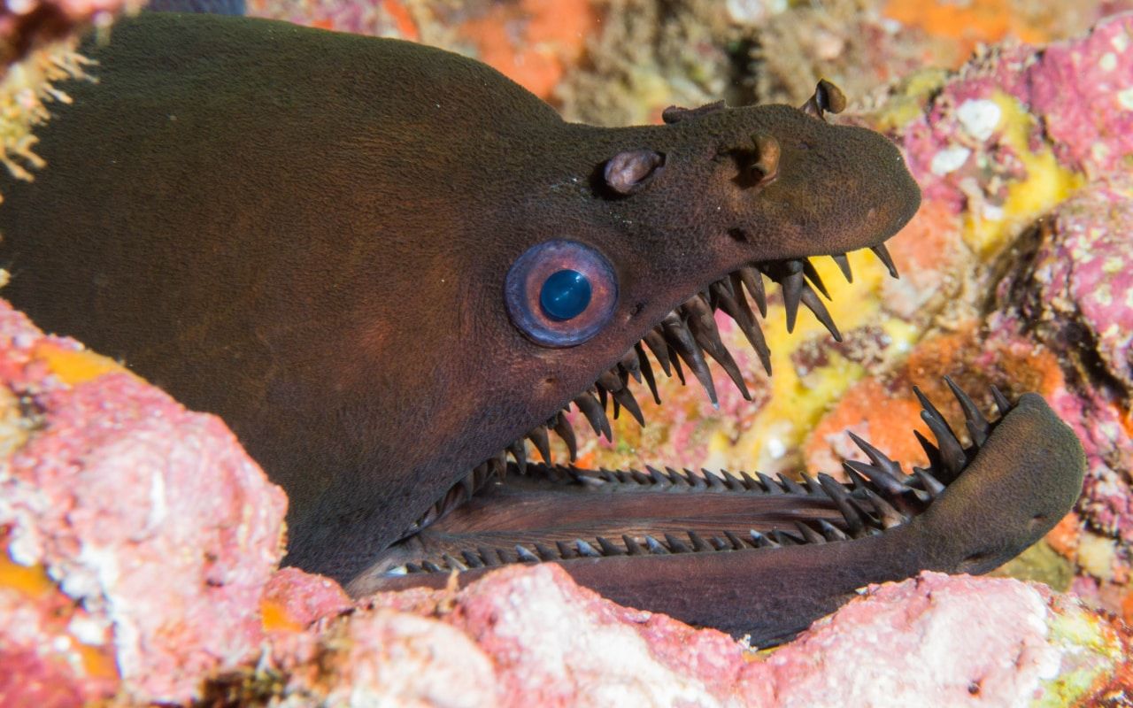 A eel emerging from the reef