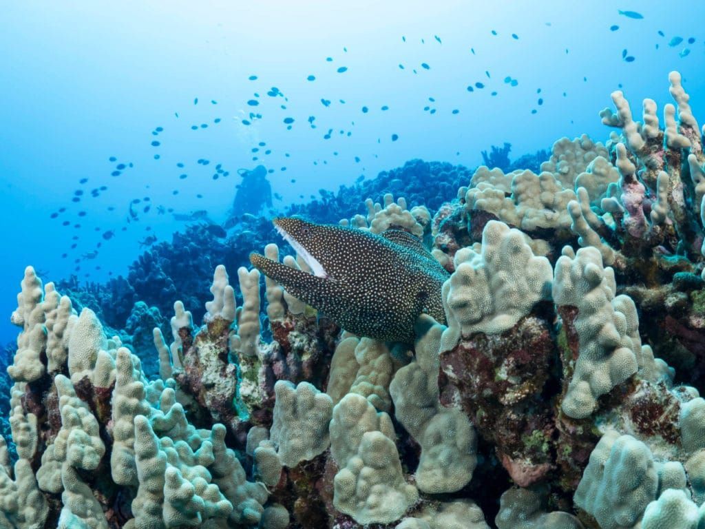 a fish is swimming over a coral reef in the ocean