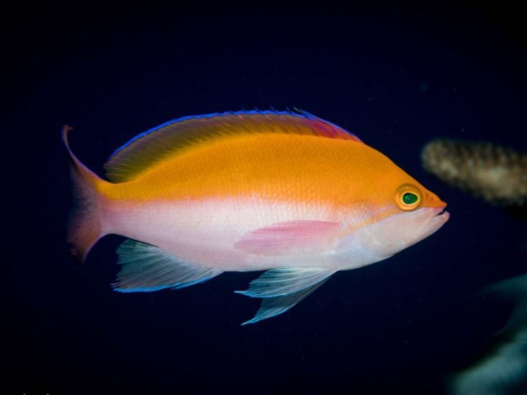 a pink and orange fish with a green eye is swimming in the water .