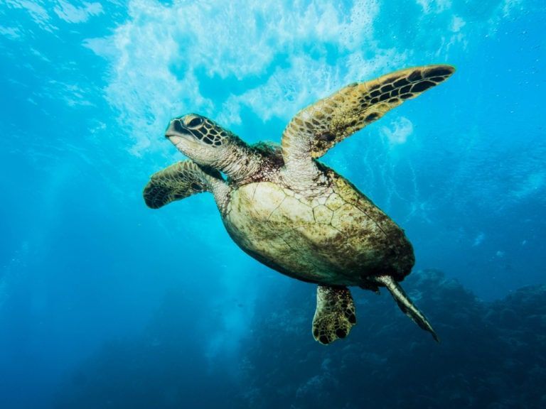 a green sea turtle is swimming in the ocean .