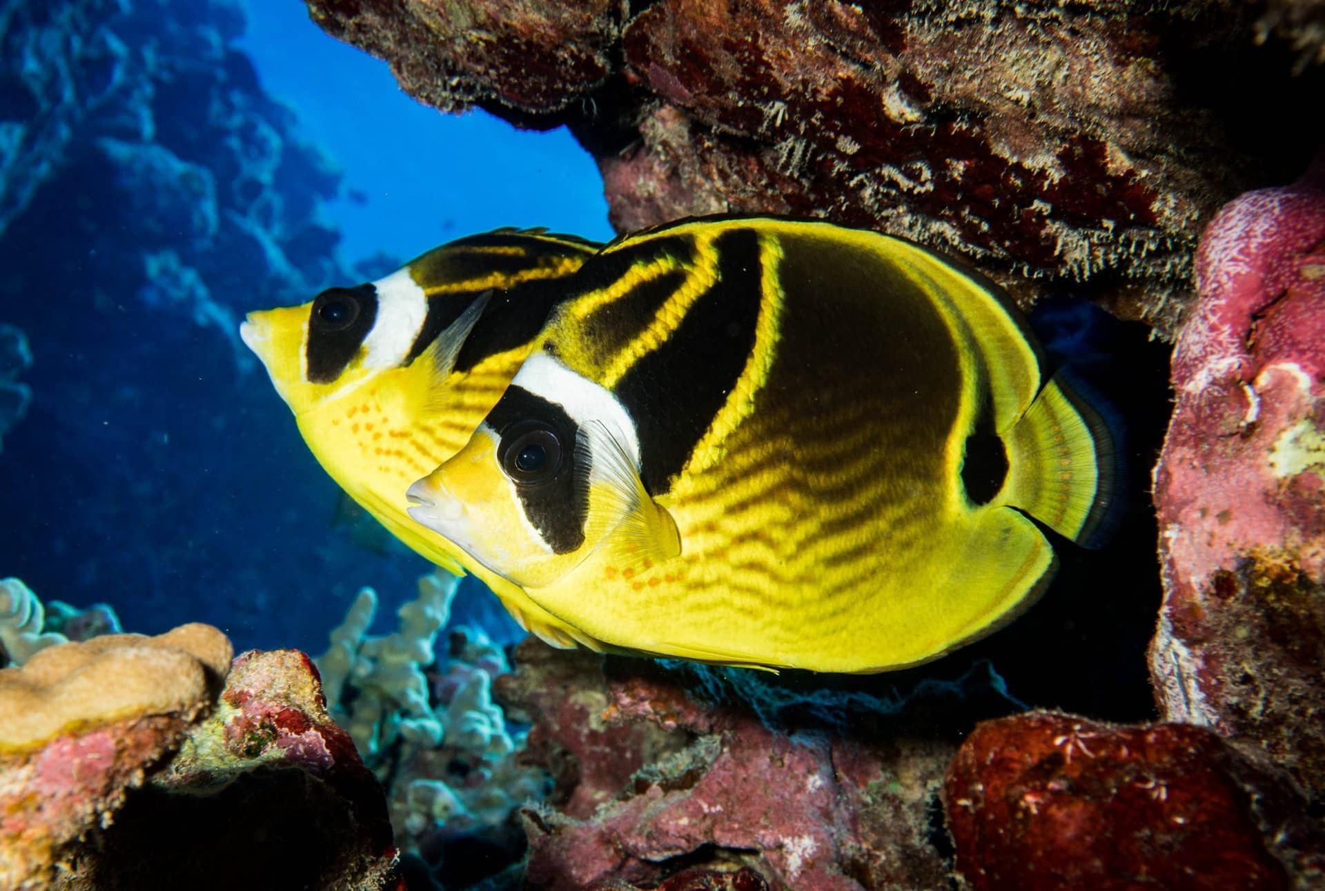 two yellow and black fish are swimming in the ocean