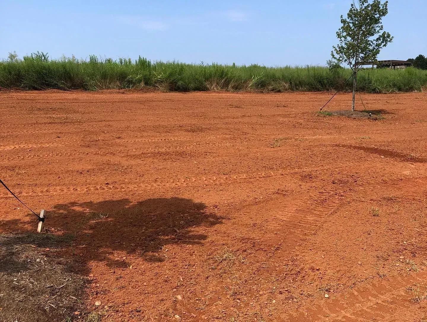 A tree is in the middle of a dirt field.
