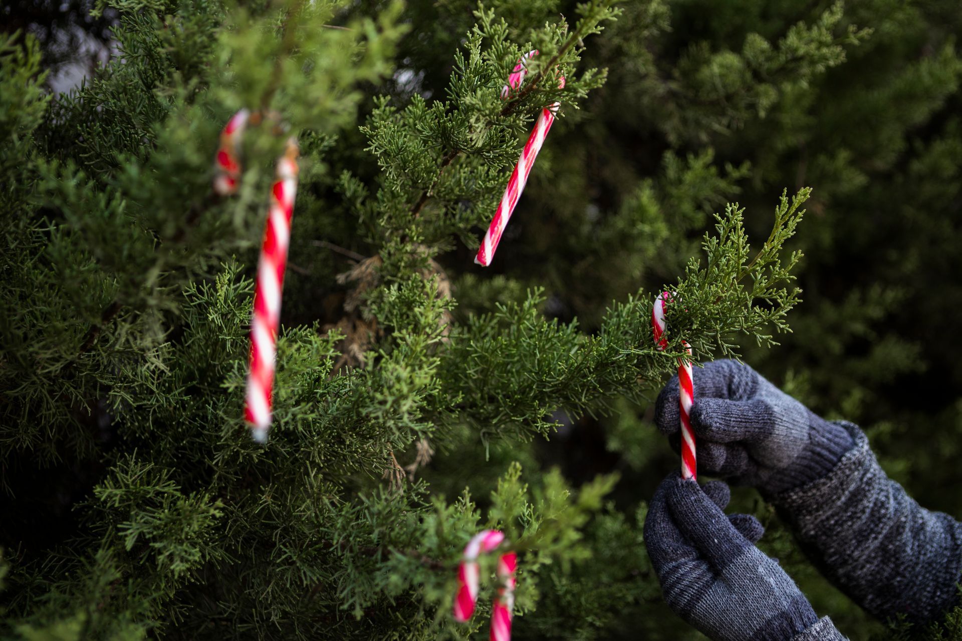 a person removing candy cane from the tree
