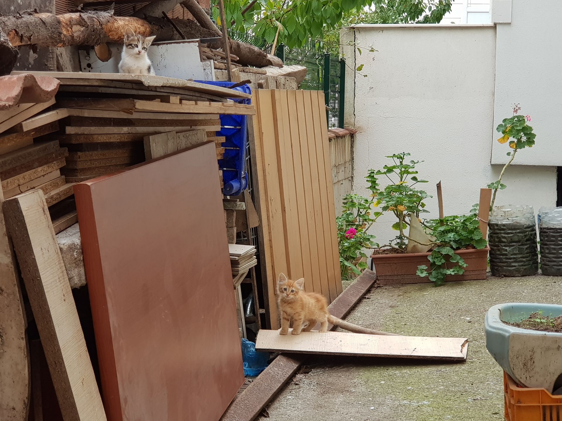 A cat is sitting on a piece of wood in a yard.