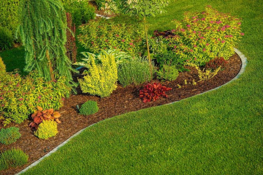 A lush green garden with lots of plants and flowers