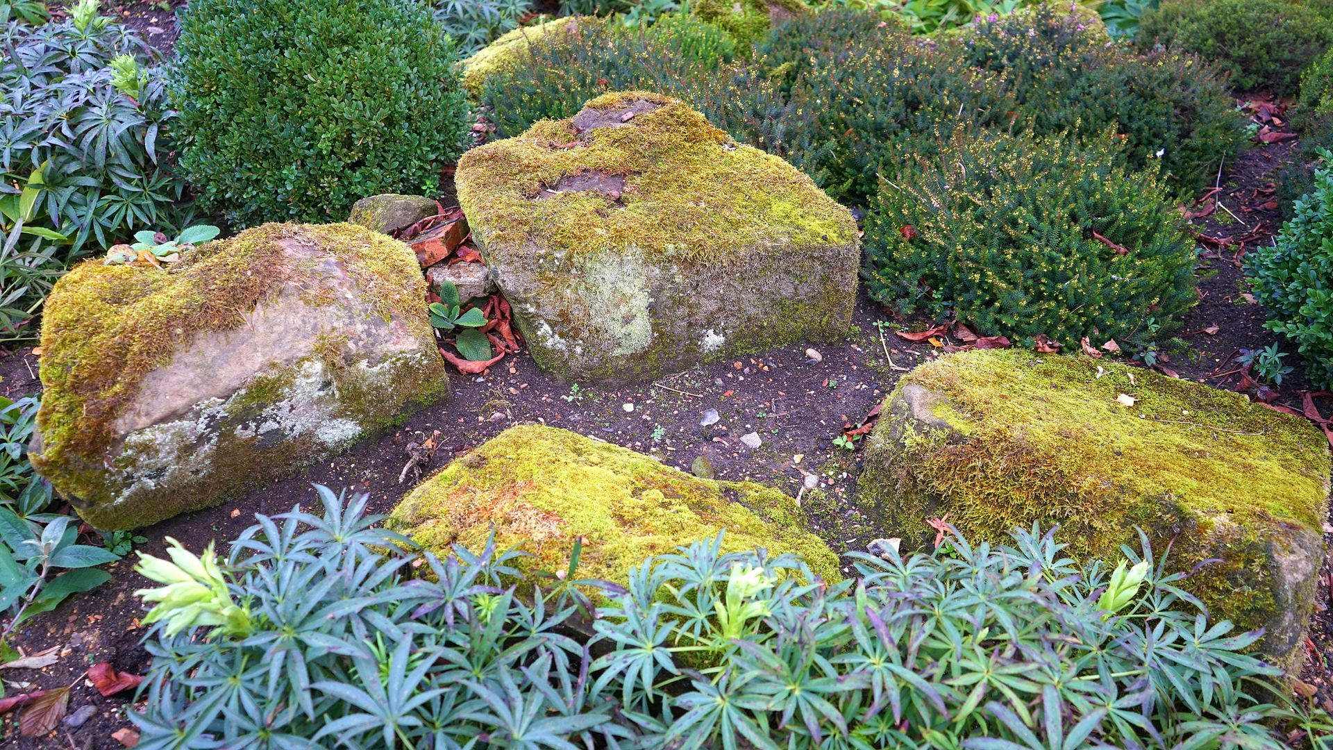 A group of rocks covered in moss in a garden surrounded by plants.
