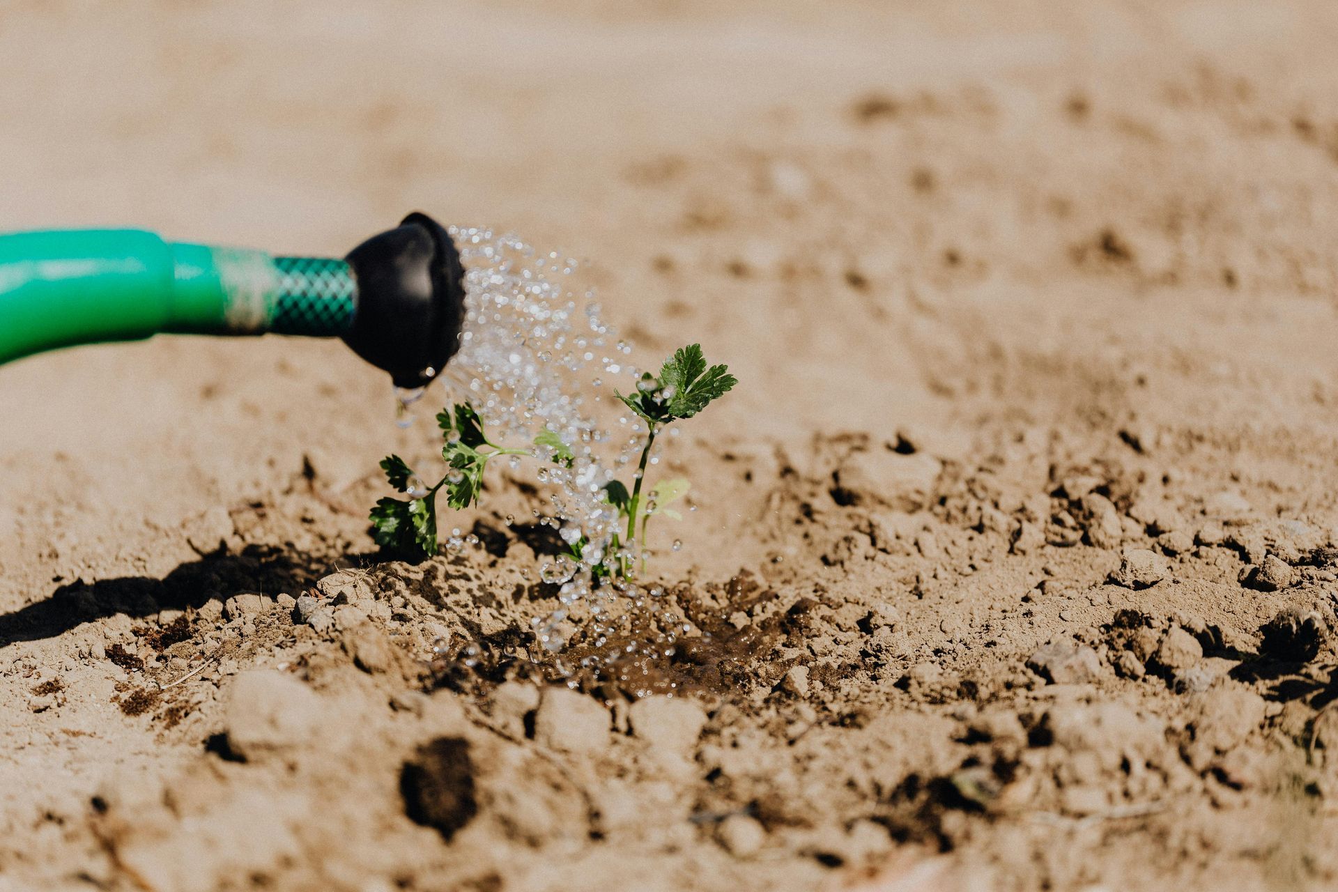 A person is watering a small plant with a green hose.