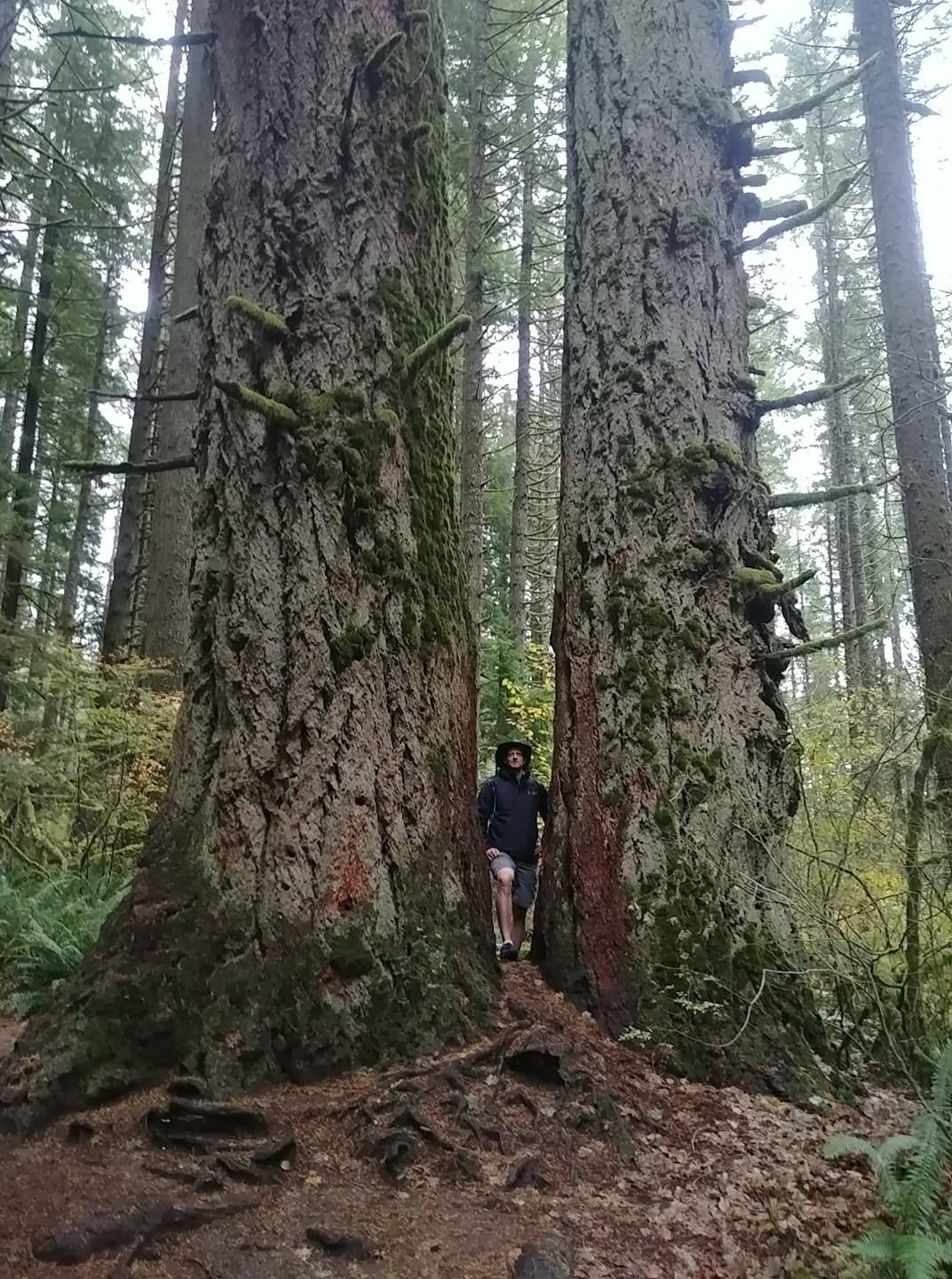 Person standing between two massive tree trunks in a forest