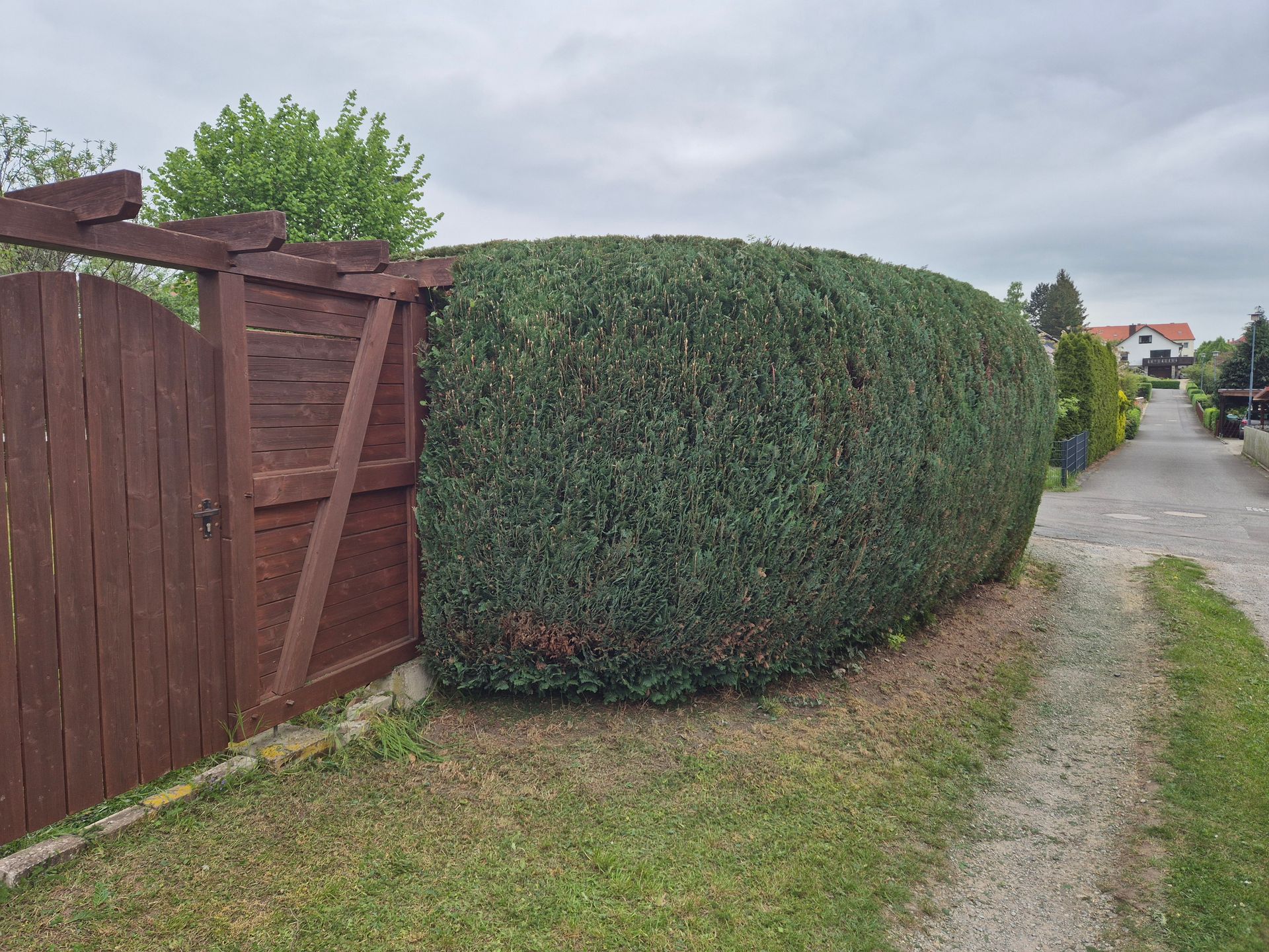 Heckenservice an hoher Zypressenhecke