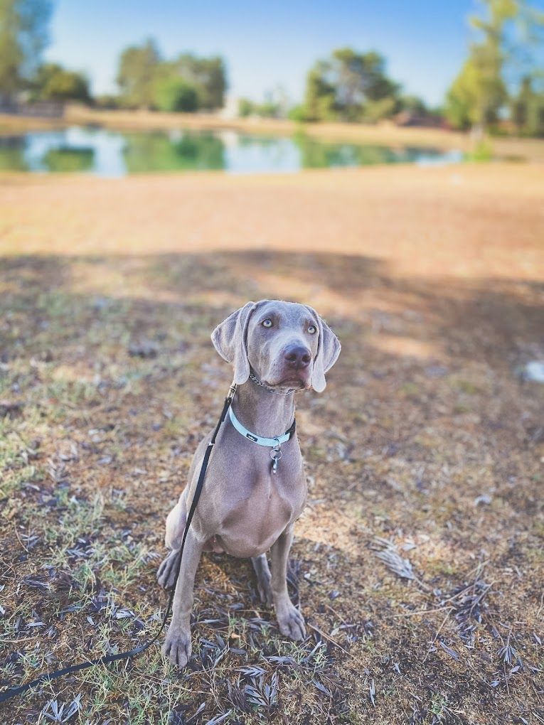 A dog is sitting on the ground next to a lake on a leash.