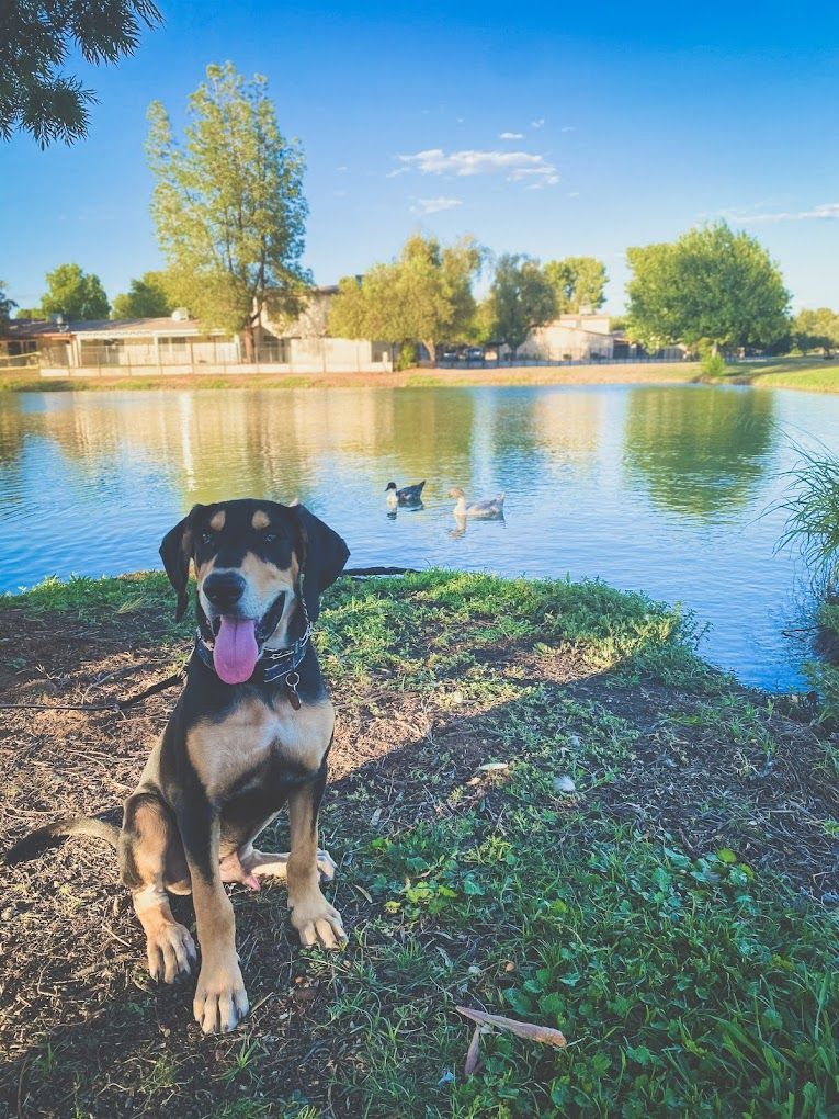 A dog is sitting on the shore of a lake.