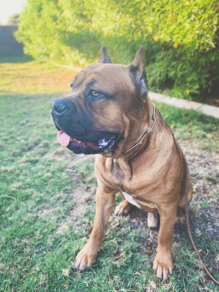 A brown dog is sitting on top of a lush green field.