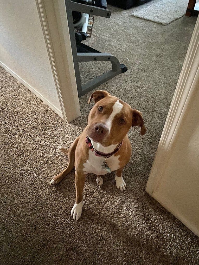 A brown and white dog is sitting in a hallway looking up at the camera.