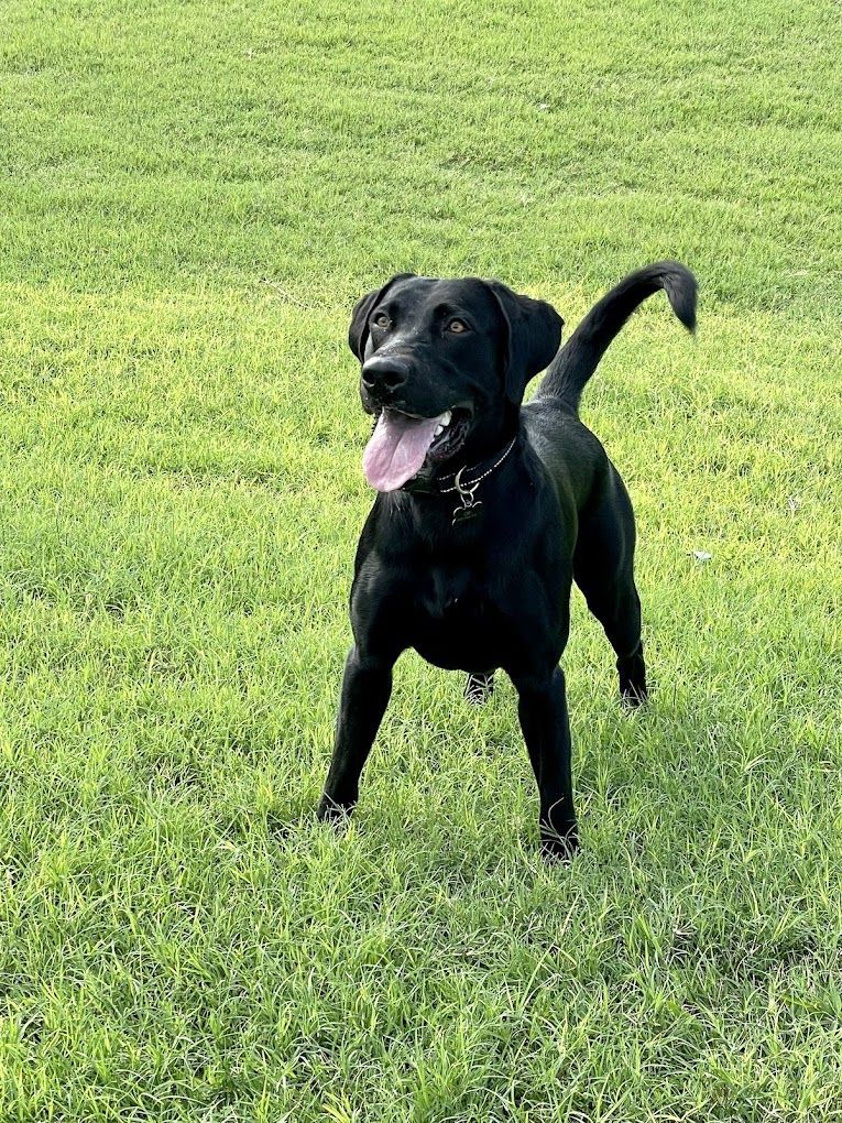 A black dog is standing in the grass with its tongue hanging out.